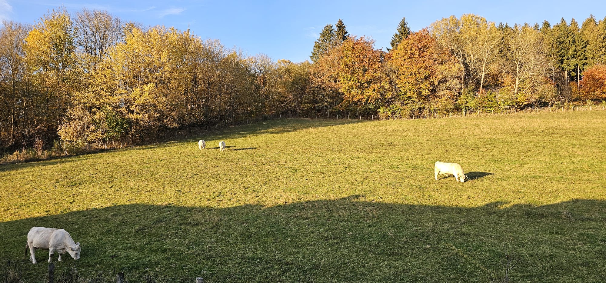 Weide met koeien herfst